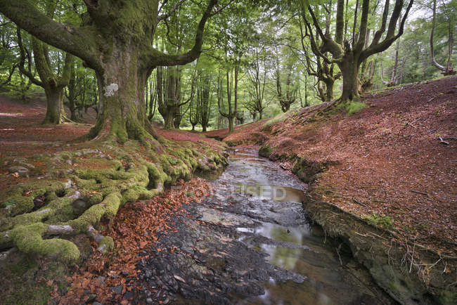 Espanha, País Basco, Parque Natural da Gorbea, floresta de Otzarreta — Fotografia de Stock