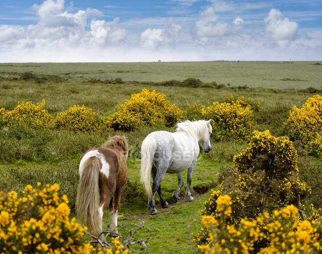 Regno Unito, Devon, due pony Dartmoor al Dartmoor National Park — Foto stock