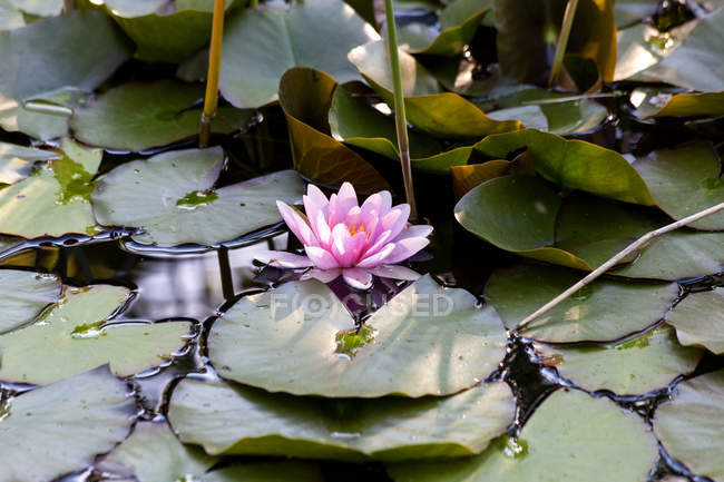 Primer plano de lirio de agua rosa en el estanque — día, idílico - Stock  Photo | #165744246
