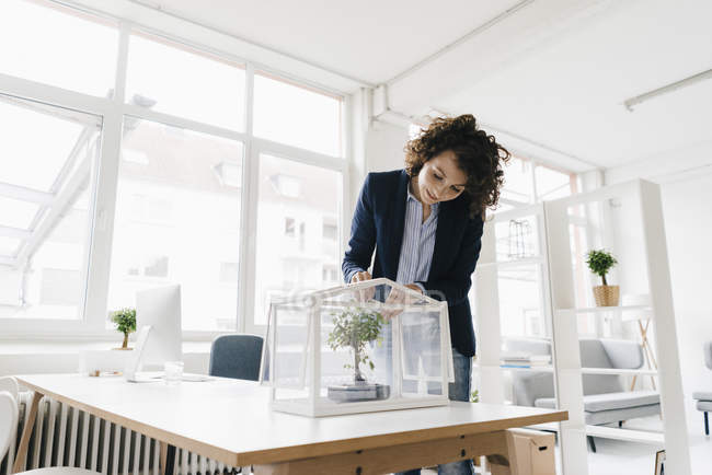 Geschäftsfrau kümmert sich um Bonsai — Stockfoto