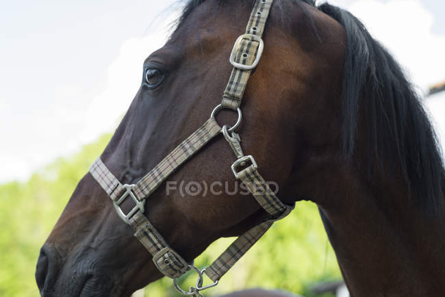 Perfil do cavalo castanho — Fotografia de Stock