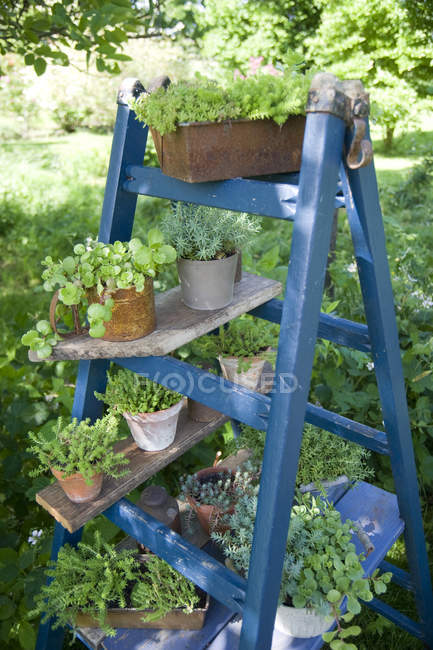 Plantas en maceta en escalera azul - foto de stock