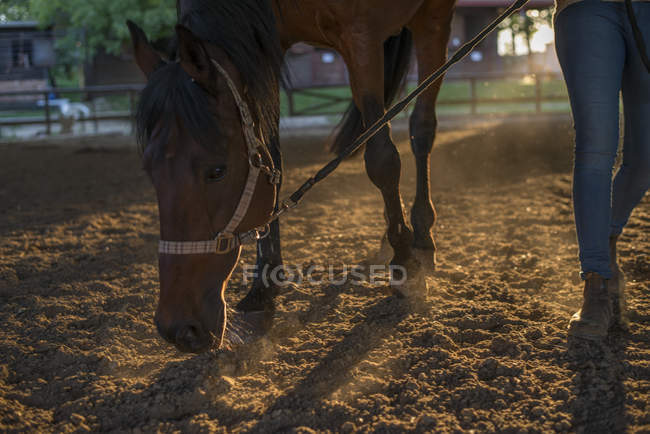 Horse grazing outdoors — Stock Photo