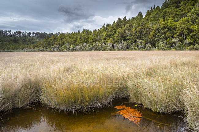 Okarito lagoon landscape — Stock Photo