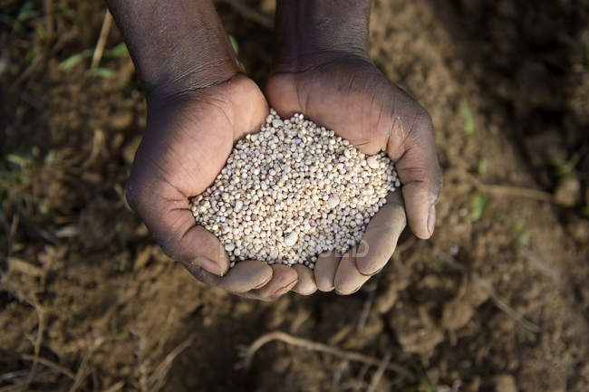 Буркіна-Фасо, Tinkoaguelga, руки проведення сорго зерна і боби — стокове фото