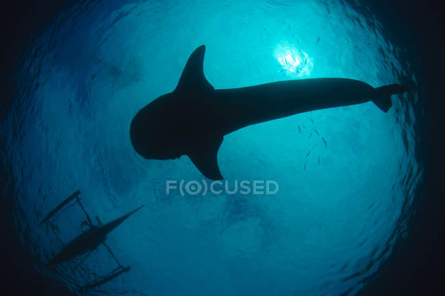 Requin baleine dans la mer — Photo de stock