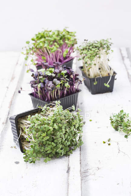 Organic cress in boxes — Stock Photo