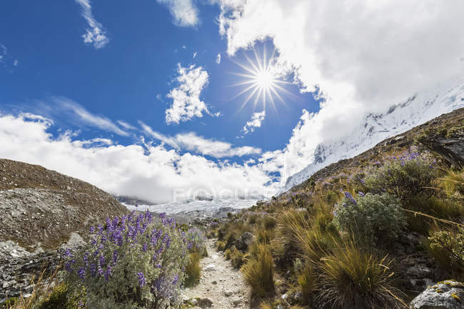 Pérou, Andes, Parc national Huascaran, Paysage pittoresque avec prairie de montagne aux fleurs sauvages sous un soleil éclatant — Photo de stock