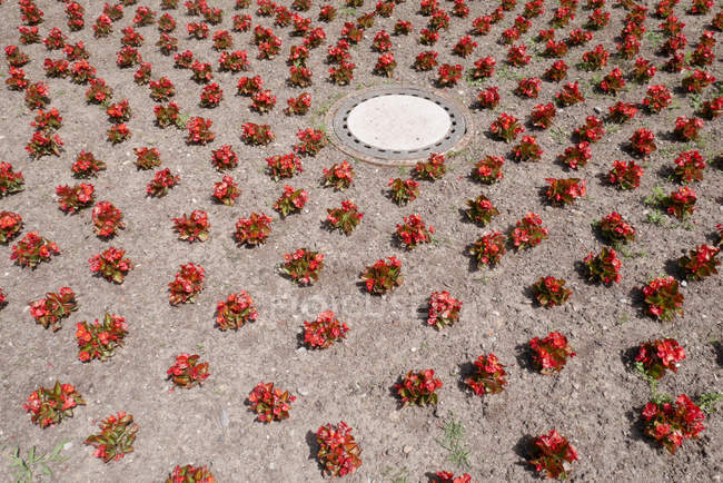 Vista de flores vermelhas no chão durante o dia — Fotografia de Stock