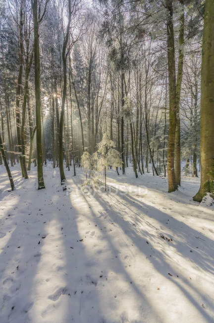 Vista del bosque invernal y la nieve durante el día - foto de stock