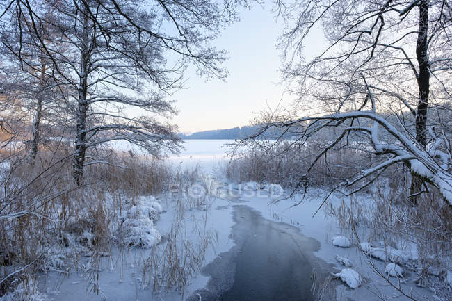 Wintermorgen, Argensee bei Kilegg, Oberschwaben, Wrttembergisches Allgu, Baden-Wrttemberg, Deutschland — Foto stock