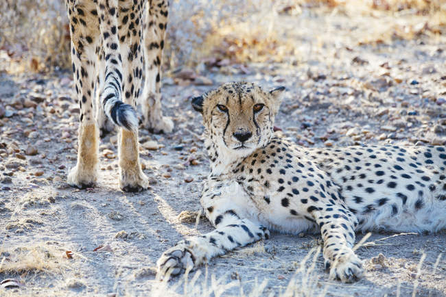 Namibia, Kamanjab, retrato de guepardos en la sabana - foto de stock