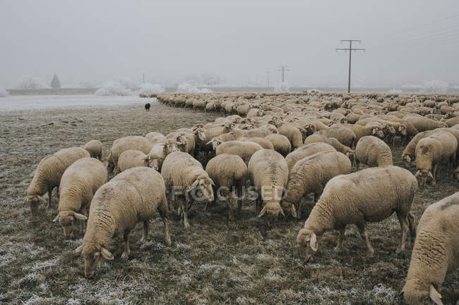 Mandria di pecore nel freddo tempestoso vicino alla terra coltivata — Foto stock