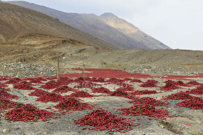 América do Sul, Peru, Pimenta seca ao ar livre ao sol, vista montanhas no fundo — Fotografia de Stock