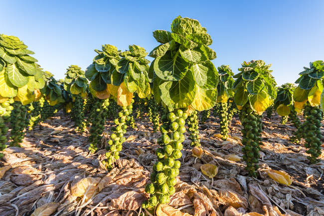 Brussels Sprout, (cabbages (Brassica oleracea)), Farming, East Lothian, Scotland, UK. — Stock Photo