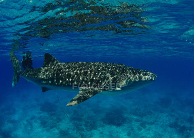 Philippines, Donsol, whale shark underwater — Stock Photo