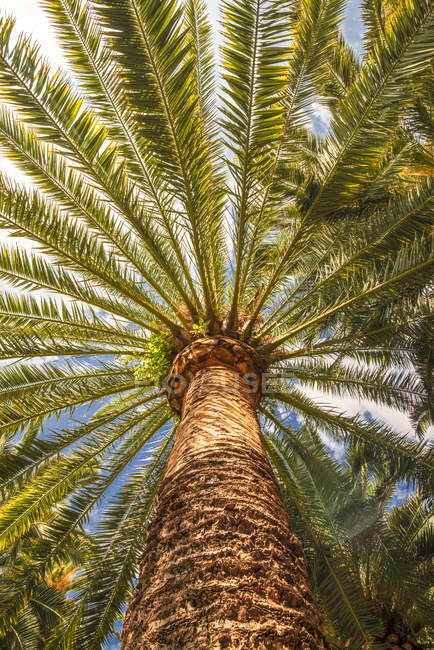 Grüne Palmen von unten im Sonnenlicht — Stockfoto