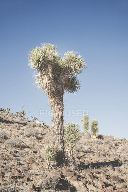 Escena del desierto con planta de cactus, California, EE.UU. - foto de stock