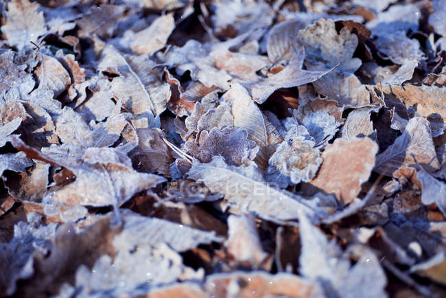 Мороз покриті Осіннє листя, Закри — стокове фото