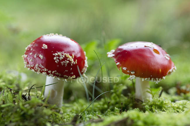 Closeup of amanita muscaria mushrooms in green moss — Stock Photo