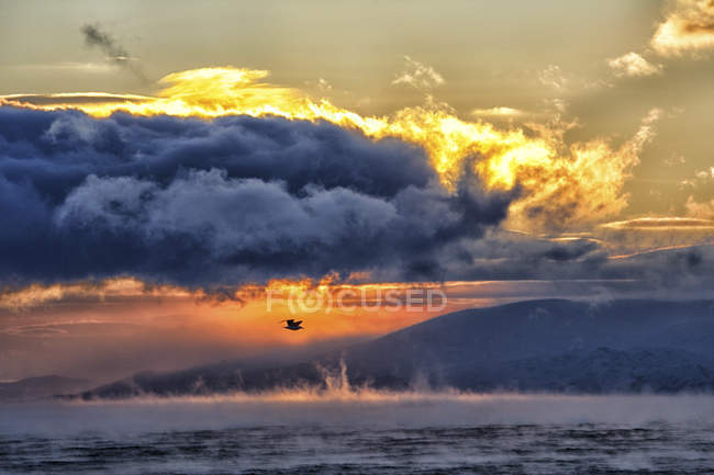 Scenic seascape with sunrise over Barents Sea and flying seagull — Stock Photo