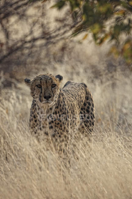 Namibia, guepardo parado en la naturaleza y mirando a la cámara - foto de stock