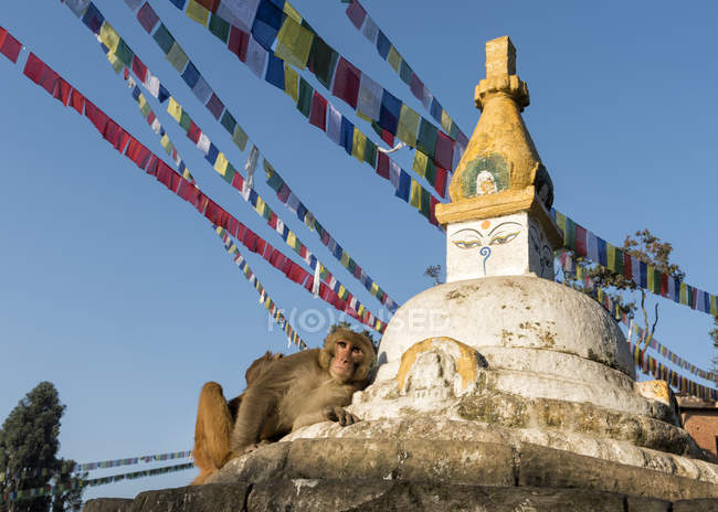 Scimmie sedute vicino al santuario di Stupa con bandiere di preghiera, Nepal — Foto stock