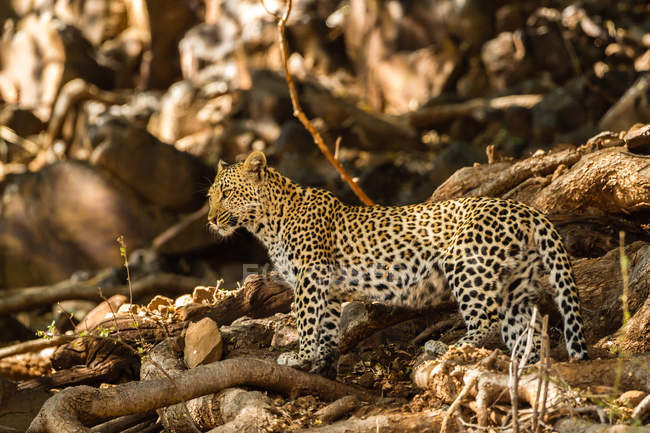 Sife vista del leopardo (Panthera pardus), África, Botswana - foto de stock