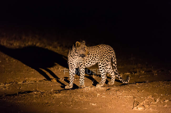 Leopardo (Panthera pardus) caminando por la noche, África, Botsuana - foto de stock