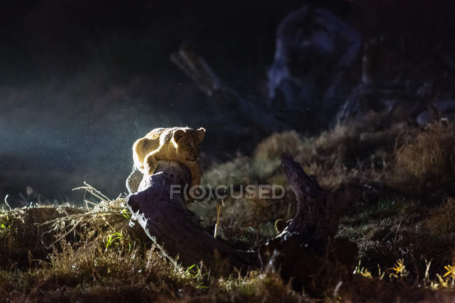Night scene with lion lying on wooden snag — Stock Photo