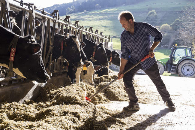 Фермер за допомогою лопати, щоб приносити з собою їжу ближче до корів на фермі — стокове фото