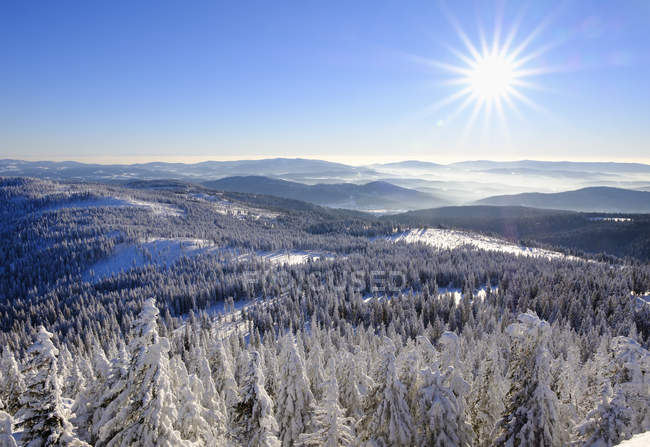 Alemanha, Baviera, Baviera Floresta no inverno em tempo ensolarado — Fotografia de Stock