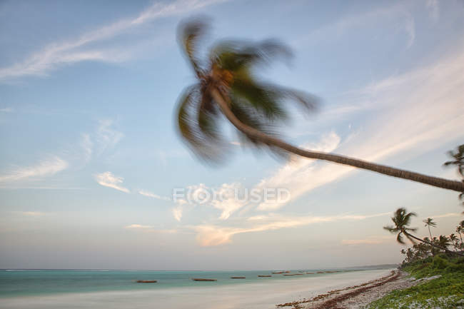 Palm trees at sunset Group moved by the wind on the beach of Matemwe. Island of Zanzibar. Tanzania. Africa — Stock Photo