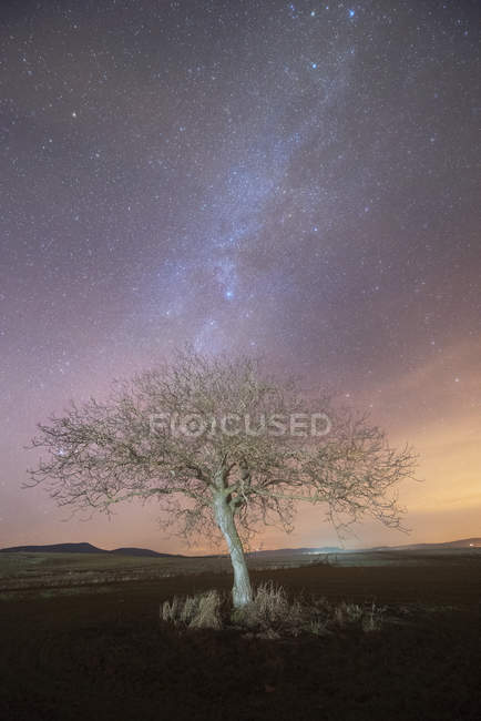Milky way over a lonely tree — Stock Photo