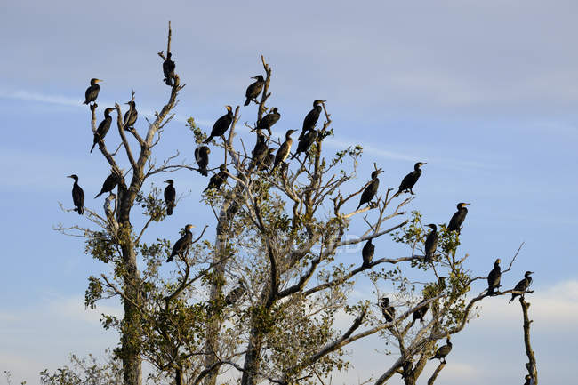 Стадо бакланов, сидящих на дереве на фоне голубого неба — стоковое фото