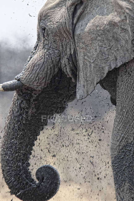 Слон в Waterhole, Намібія — стокове фото