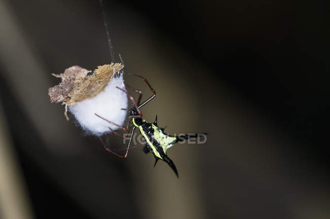 Dornkugelweber (micrathena schreibersi) Spinne Nahaufnahme — Stockfoto