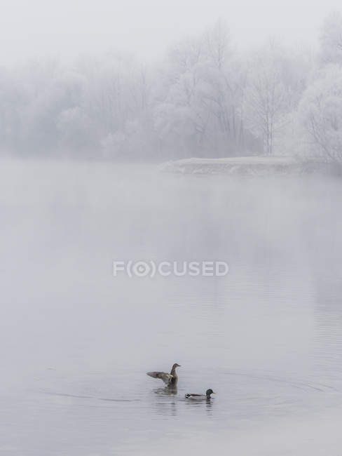 Winter landscape with ducks at misty lake, snow covered trees on background — Stock Photo