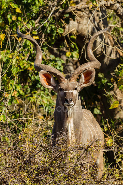 Botswana, Tuli Block, retrato de Kudu a la luz del sol - foto de stock