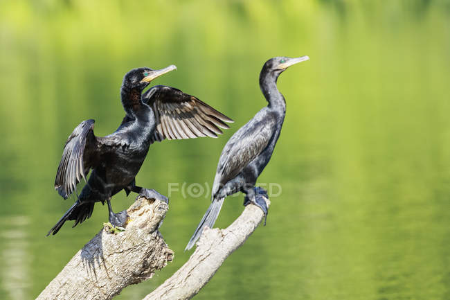 Perù, Parco Nazionale del Manu, due cormorani accovacciati su legno morto al fiume Manu — Foto stock