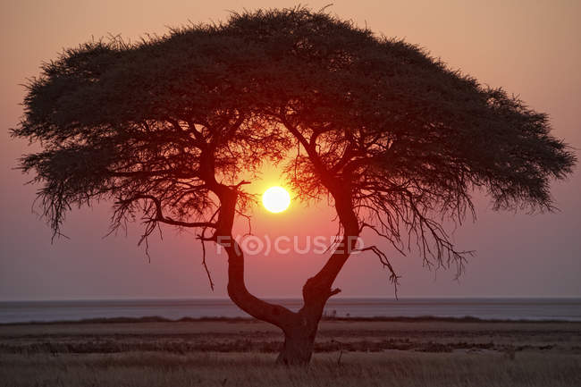 Afrika, Namibia, Etoscha-Nationalpark, Sonnenuntergang über dem Feld — Stockfoto