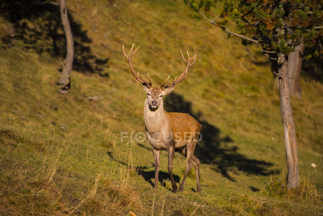 Deer animal in evening sunshine — Stock Photo