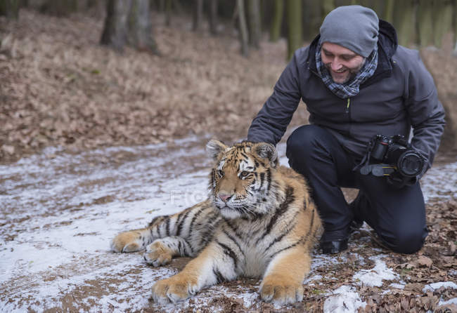 Чоловічий фотограф гладила сибірський тигр в лісі — стокове фото