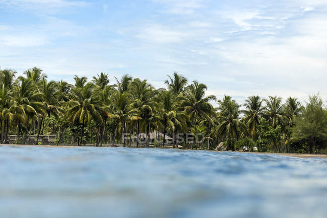 Indonesia, Giava, costa con palme viste dall'oceano — Foto stock