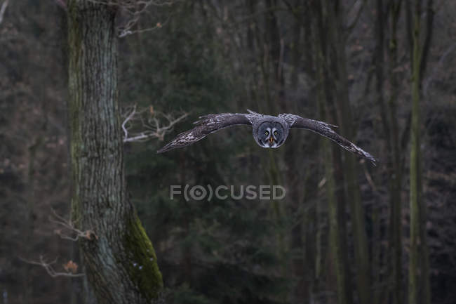 Grande coruja cinzenta voando na floresta — Fotografia de Stock