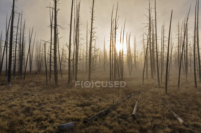 USA, Yellowstone National Park, forest with dead trees — Stock Photo