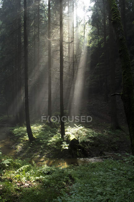 Германия, Саксония, Эльбский песчаник, солнечные лучи в лесу — стоковое фото
