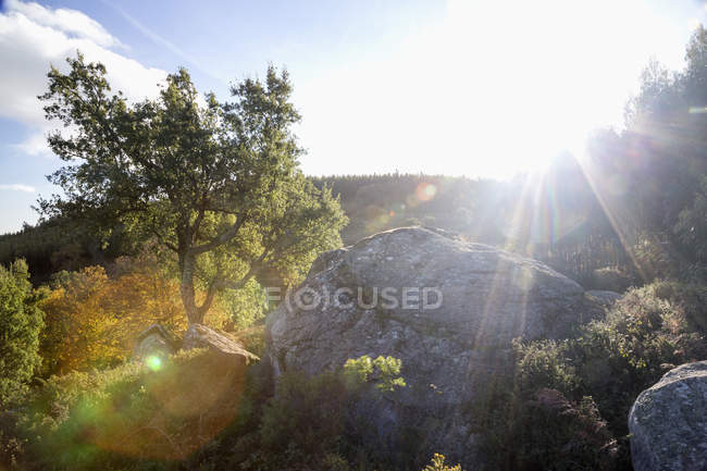 Португалия, Алгарве, Моншике, Фуа, скала и дерево на горе в подсветке — стоковое фото