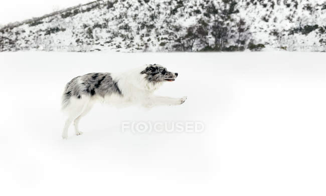 Asturias, Spain, dog running in the snow — Stock Photo