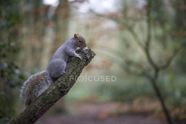 Esquilo vermelho (Sciurus vulgaris) na árvore — Fotografia de Stock